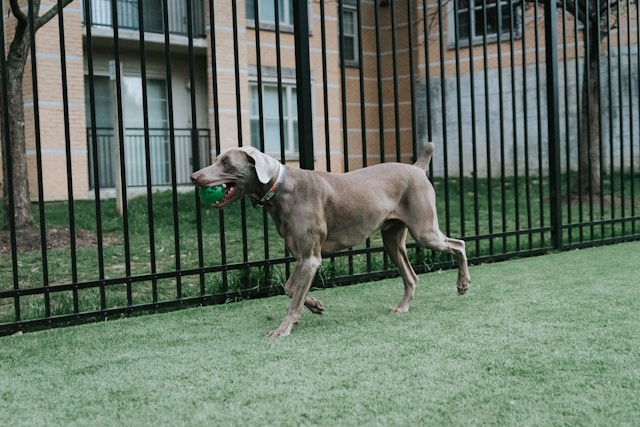 hund mit ball im maul vor dem aluminiumzaun im garten