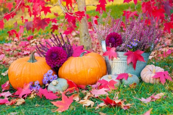 Man erkennt eine bunte Herbst Dekoration im Garten - Kürbisse, Blumen und Herbstlaub.