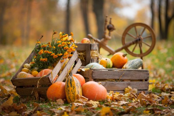 Gartenmonat November – Das ist zu tun!