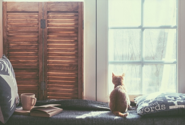 Eine Katze sitzt auf einer Fensterbank und schaut aus dem Fenster