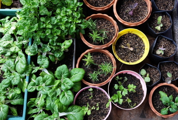 Der Kräutergarten auf eurem Balkon – Tipps und Tricks