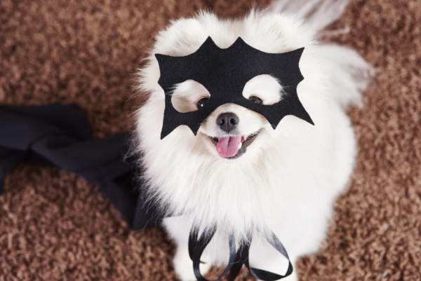 Ein weißer kleiner Hund mit Batman Maske im Gesicht