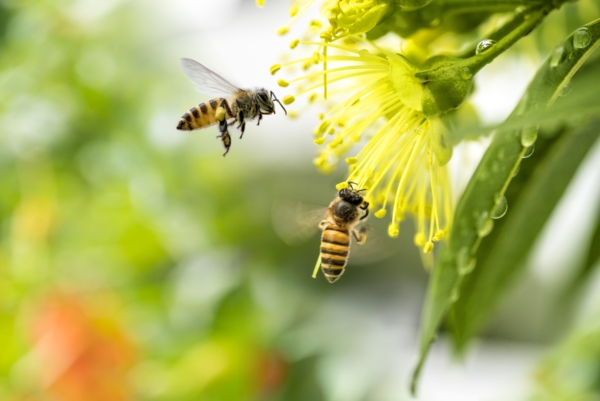 Wildbienen im Garten ansiedeln – Tipps und Tricks